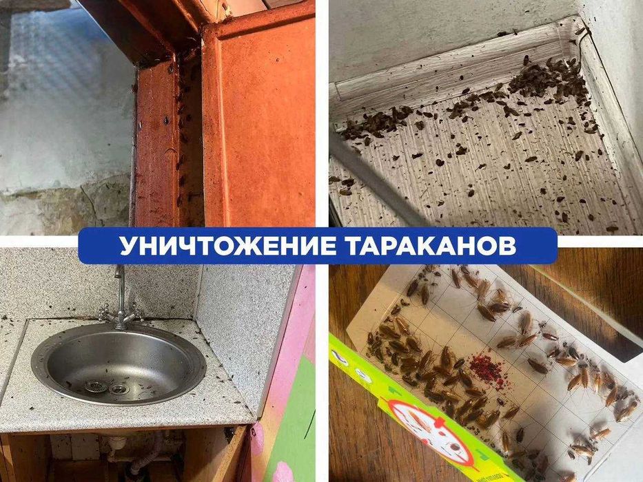 Уничтожение клопов, травля тараканов. Дезинфекция