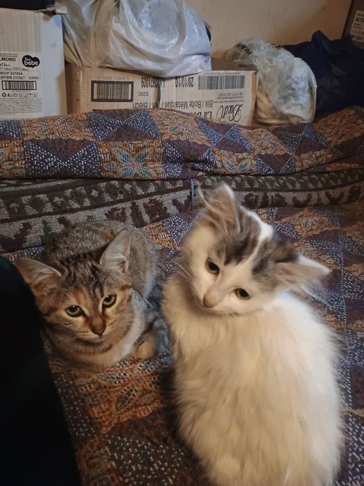 Подарявам две котенца