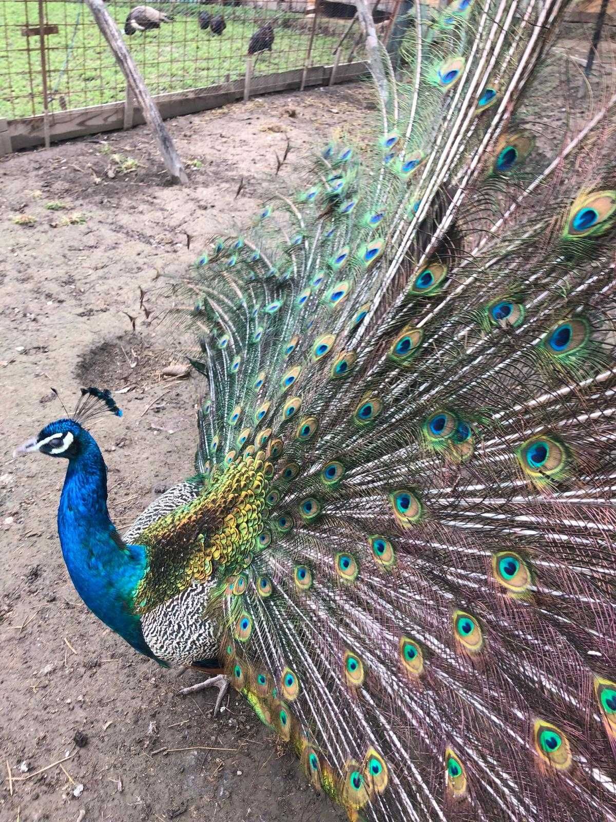 Vand paun mascul,adult