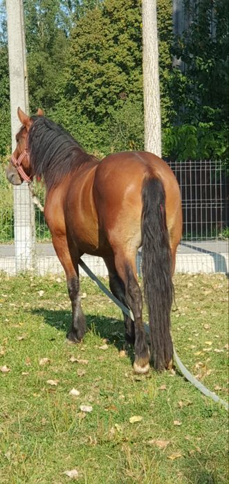 Vând sau schimb cu o iapă bună sau castrat, mânz de 3 ani fără defecte