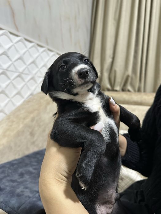 Отдадим в хорошие руки, Джек Рассел перемешка + 150 тыс на корм