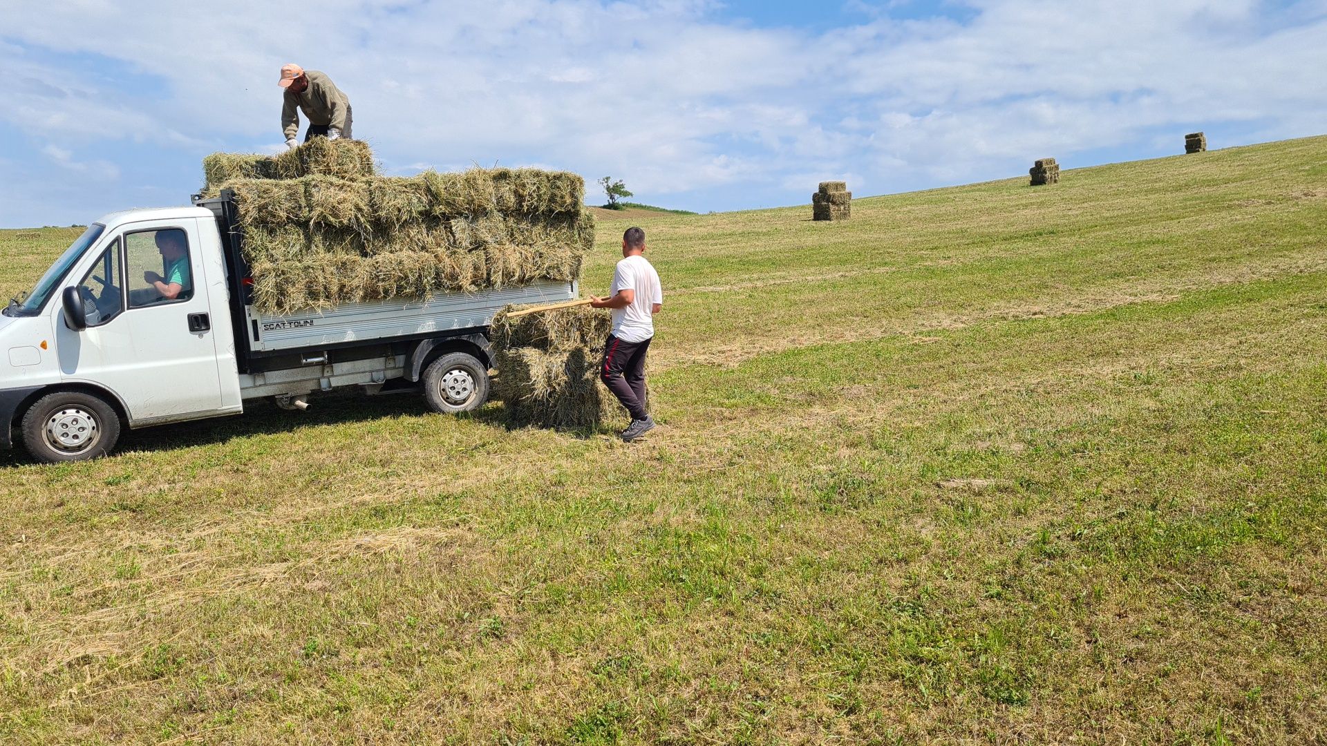 Cu certificat ecologic Baloti lucerna sau fan Transport inclus