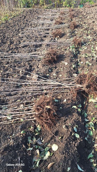 Vând pomi fructiferi altoiți