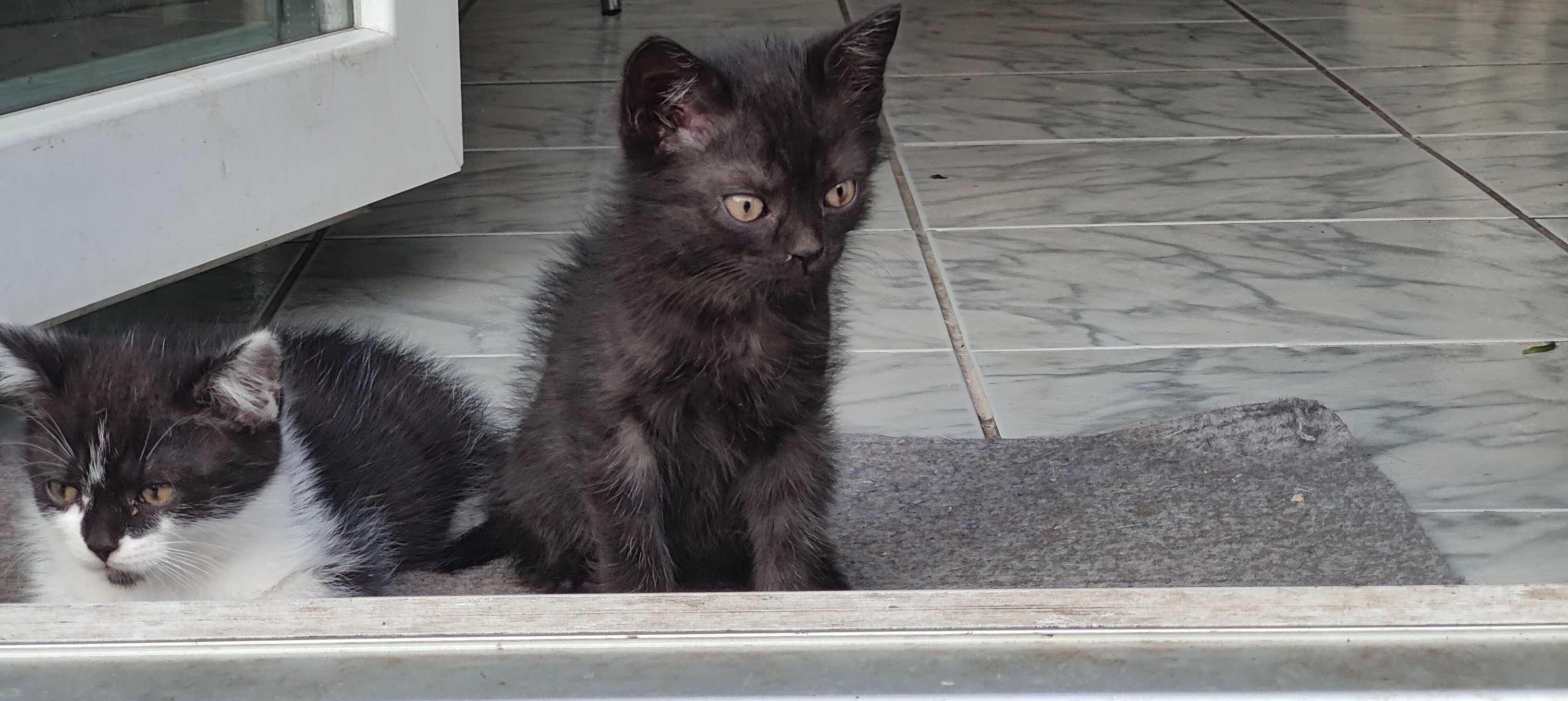 ofer spre adopti trei puiuti motanei