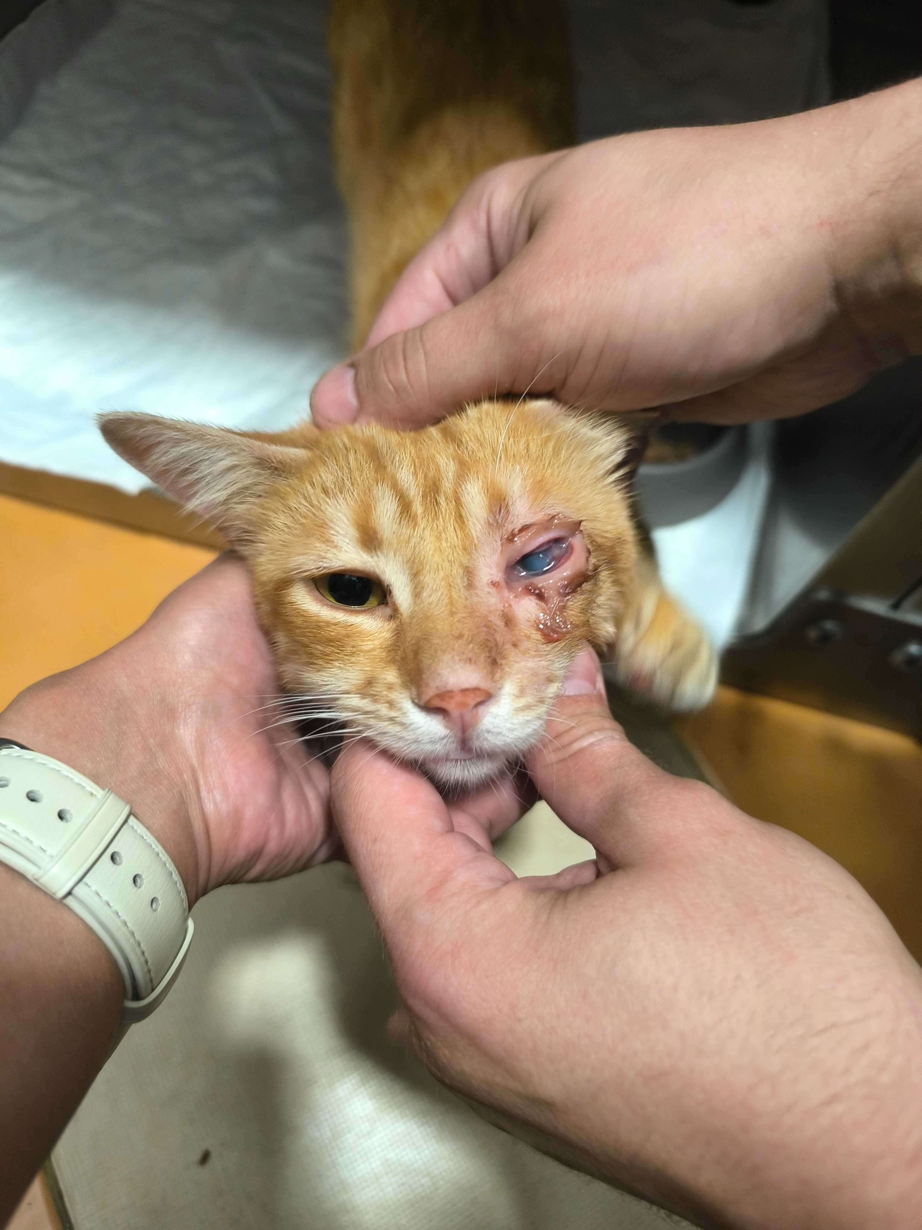 Коте Милко с едно око търси дом