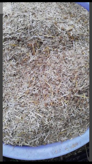 Tocator paie lucerna, nu chinezesc