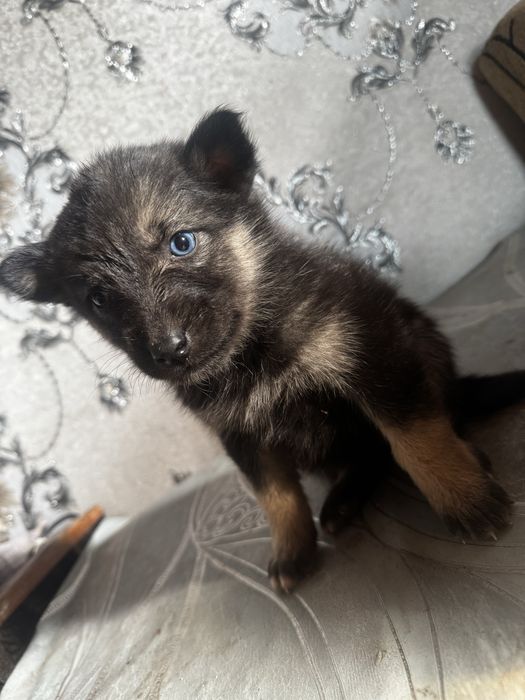 Продаеться 7 щинят хаски, неоторые с окрсом матери,