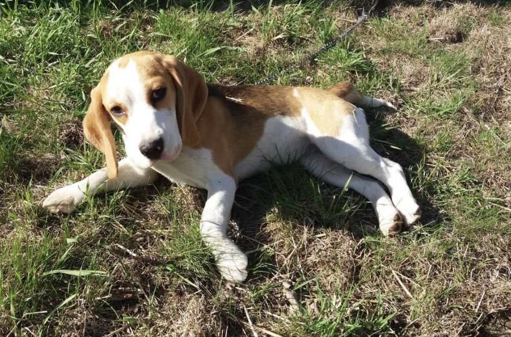 Охотничья собака отдам бесплатно в хорошие руки!