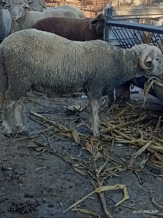 Berbeci bine intretinuti de vanzare