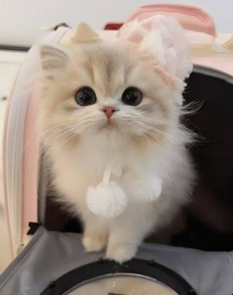 Ofer servicii de PetSitter / PetSotter in Brasov