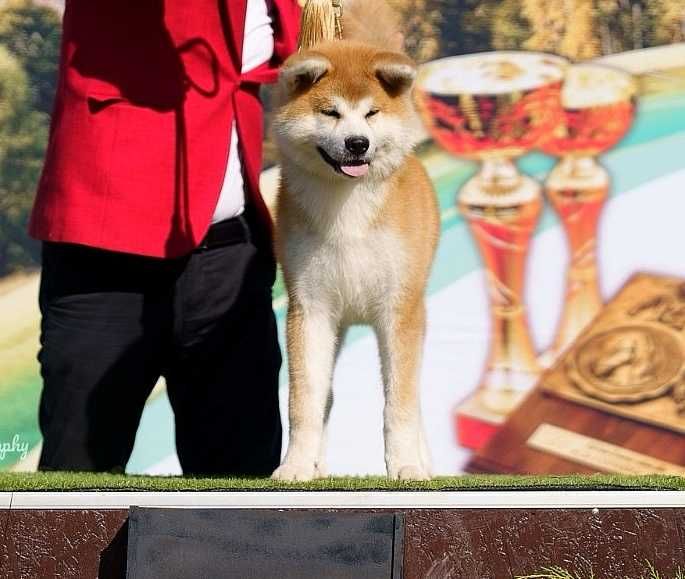 Pui Akita inu femela de top arbitrata, părinți multipli campioni.