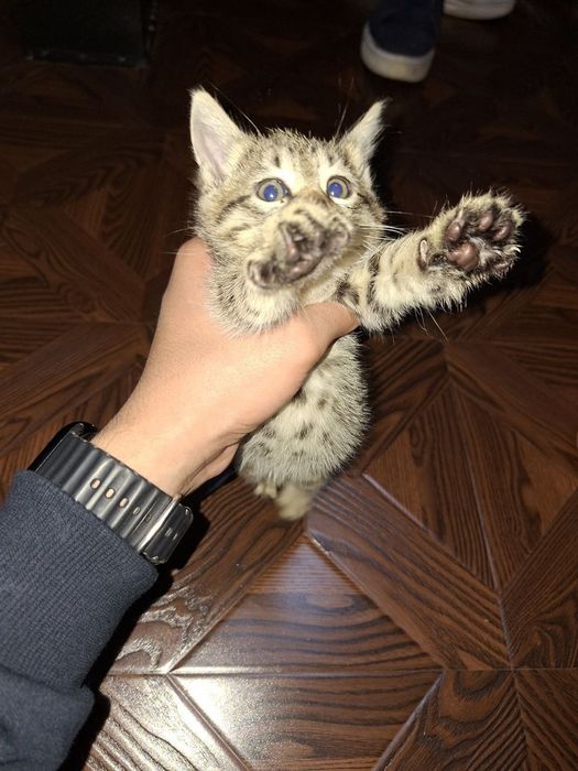 Отдам бесплатно в добрые руки котят