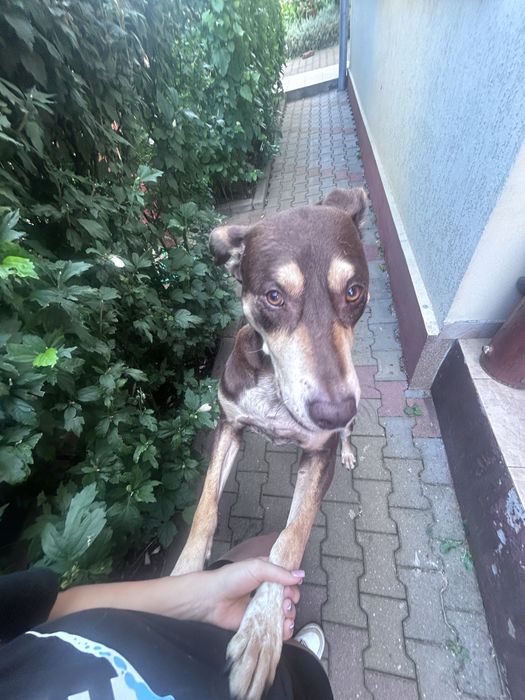 Petsitter Cluj-Napoca