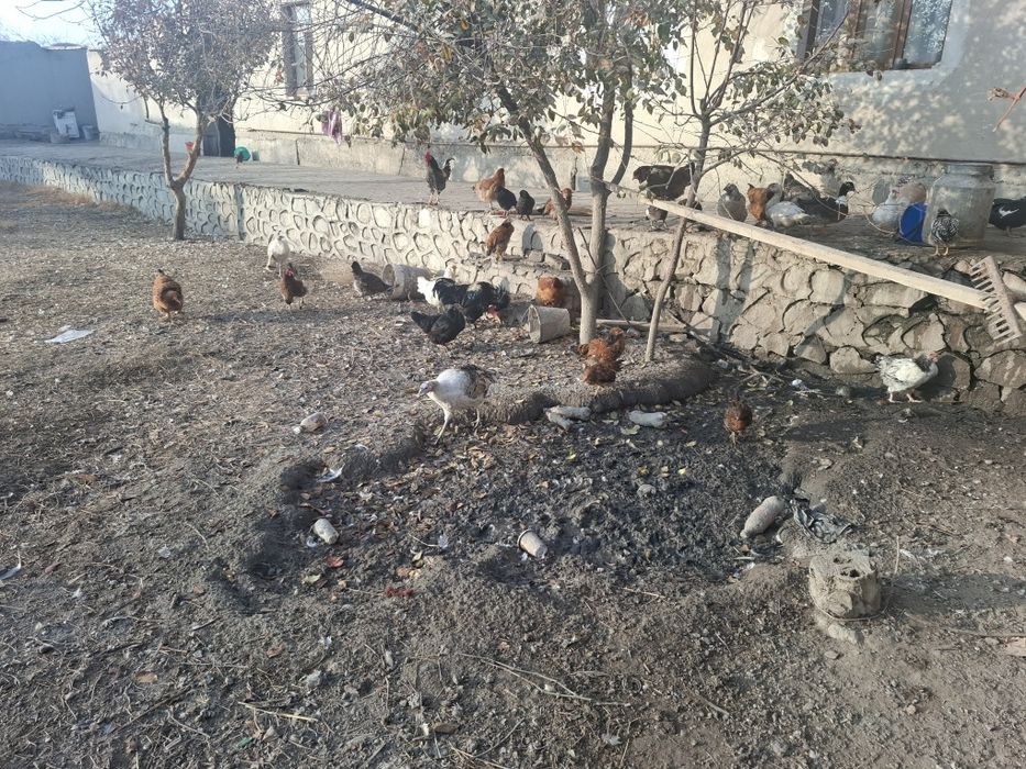 Тавук индуваткала сотилади хамаси соглом