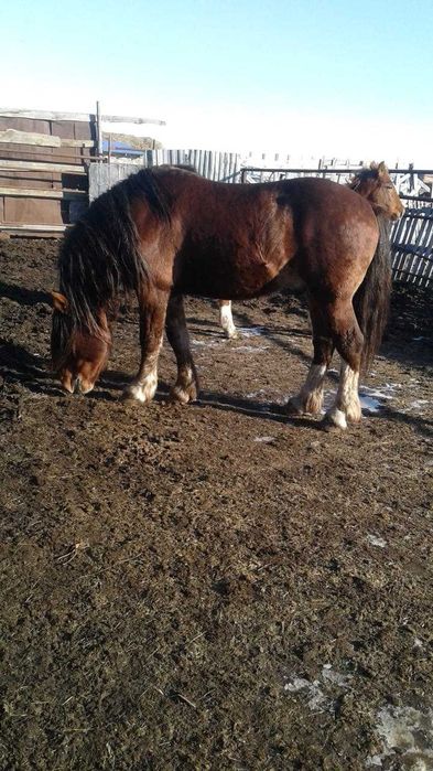 Продам жеребца, тяжеловоз