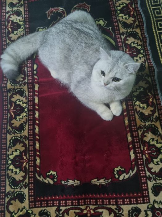 Шиншила еркак виязка