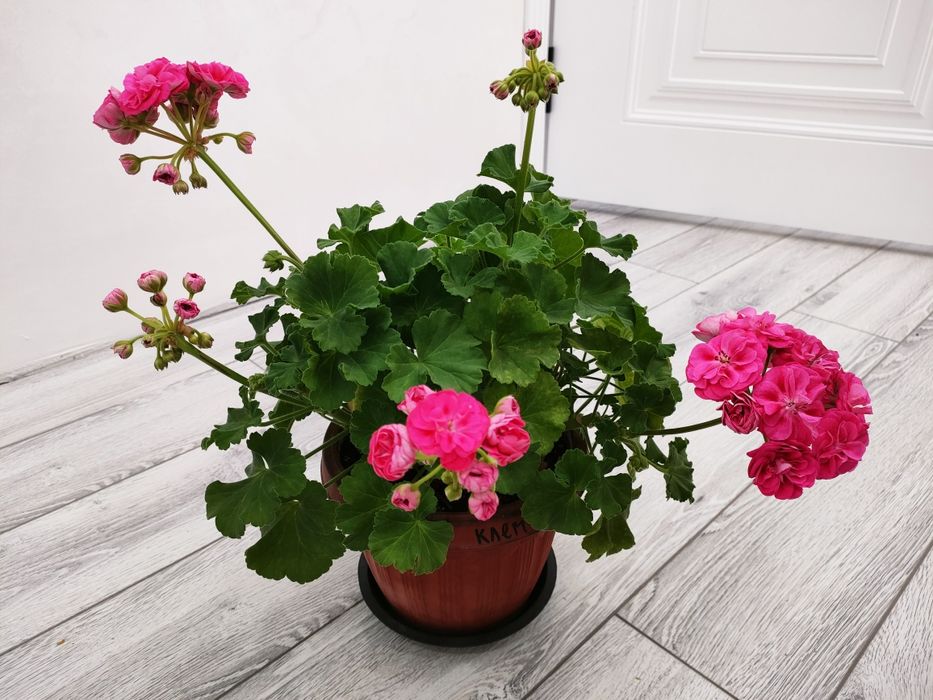 Цветы . Доставка