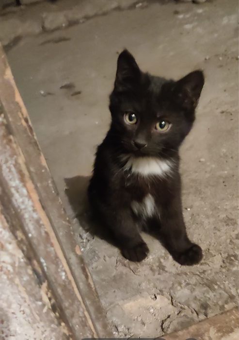 Котеночек черный