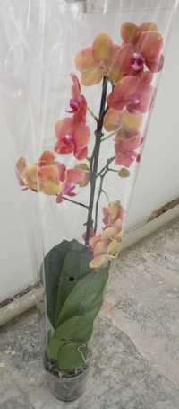 Продам орхидею, три цветоноса