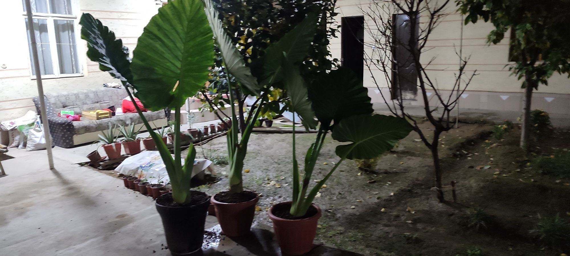 Gul sotiladi tuvagi bilan