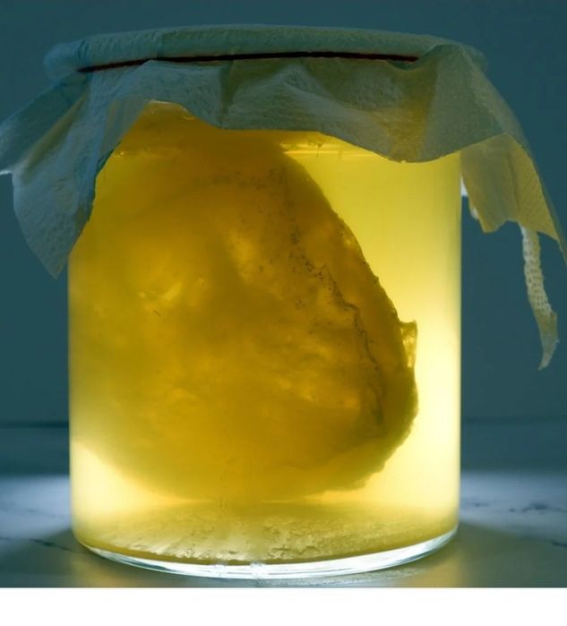 Ciupercă kombucha