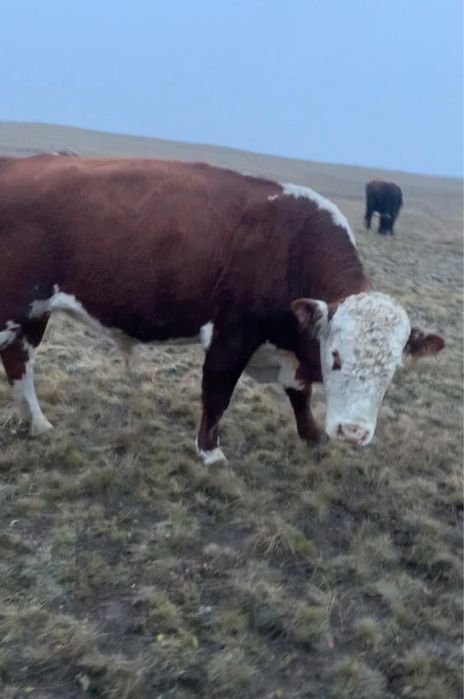 Бык  3года  Герефорд Экибастуз