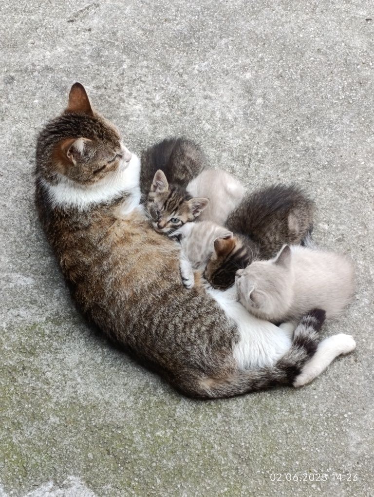 Подаряват се котенца