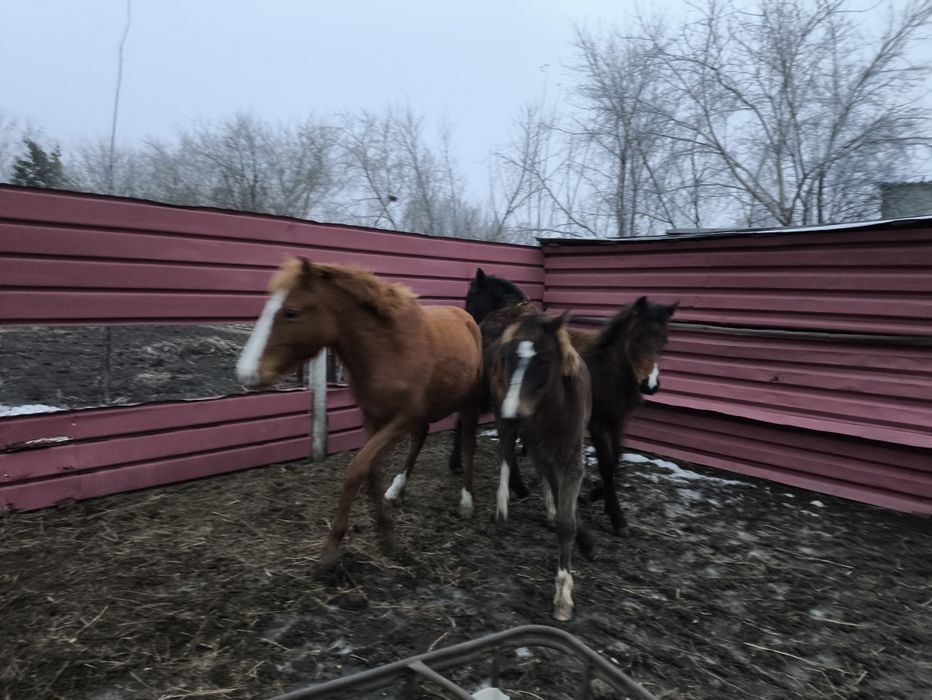 Үш ұрғашы жабағыны үш еркек семіз жабағыға айырбастаймыз.