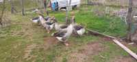 Сиви гъски - доказано разплодно стадо възрастни гъски