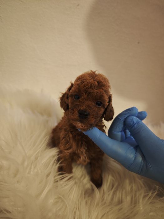 Той пудел/ toy poodle