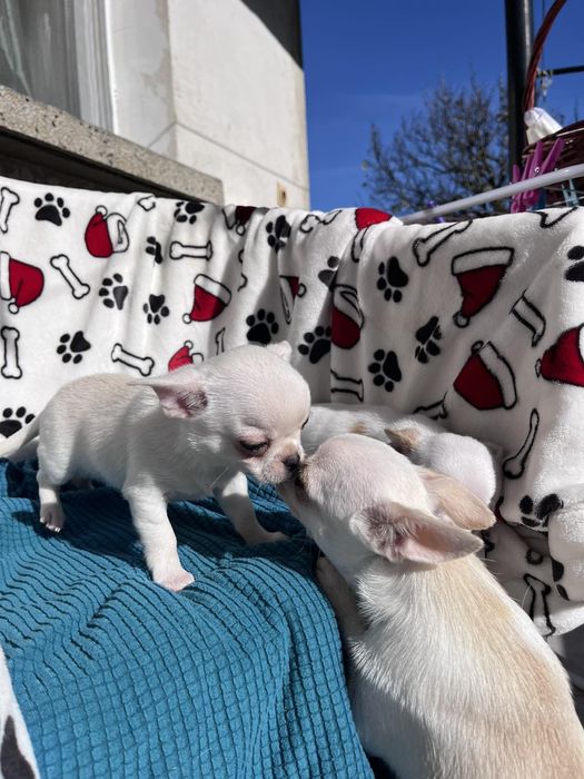 Свободни чихуахуа