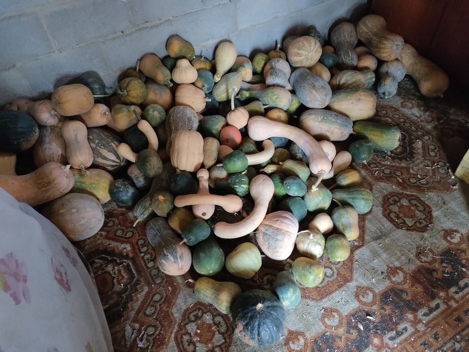 Продам тыкву. С поля