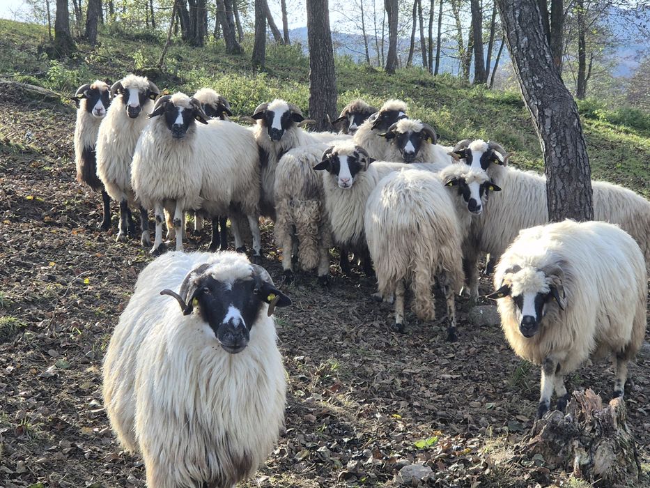 Vand 14 oi și un berbec  , doar una este la a 4 fatare .