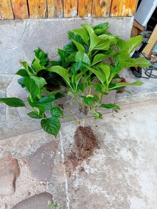 Хортензия  Розова