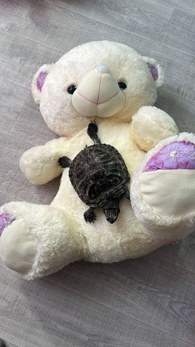 Красноухая черепаха