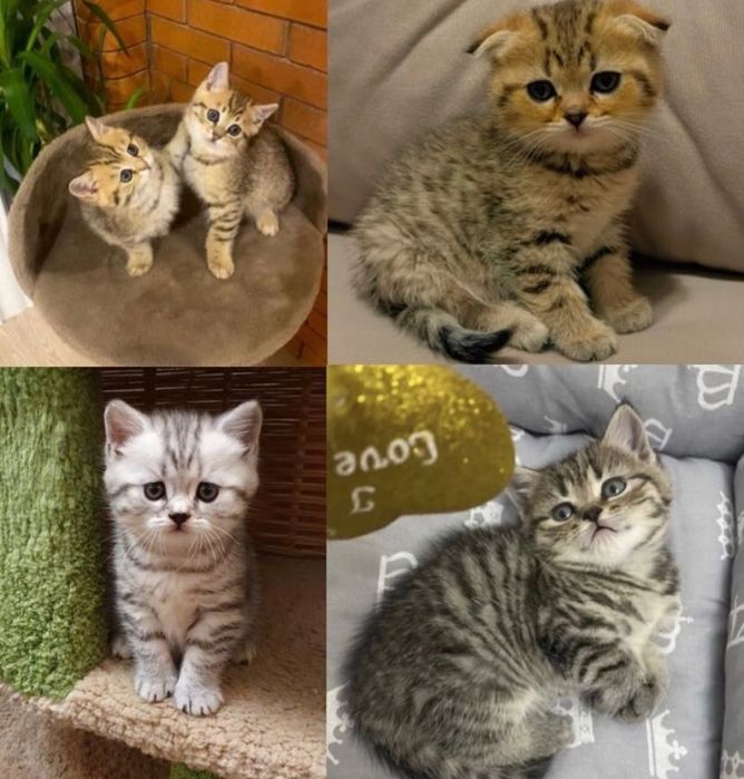 Шотландские котята