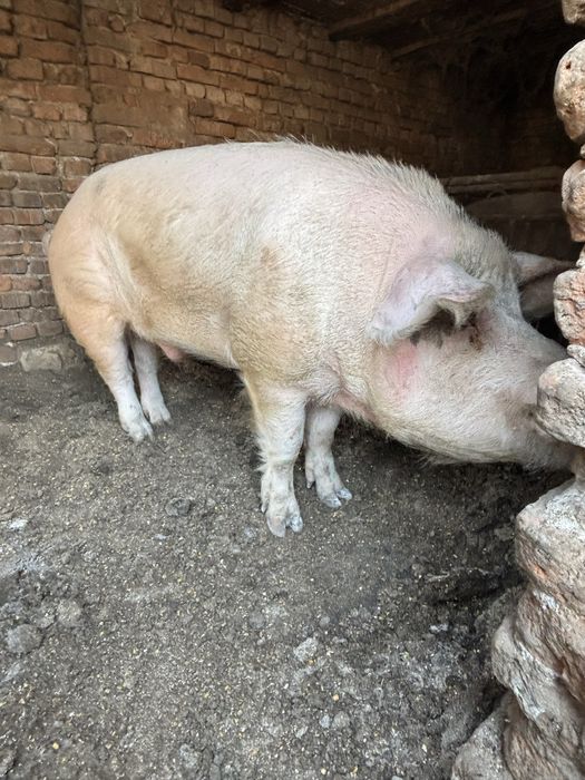 Продава се нерез