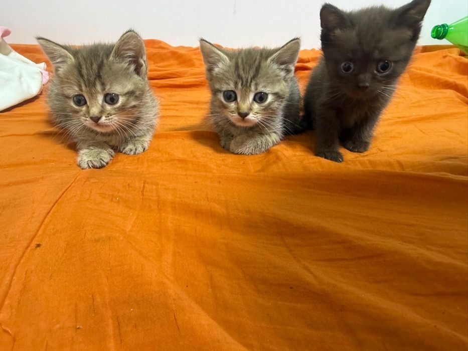 Котята бесплатно