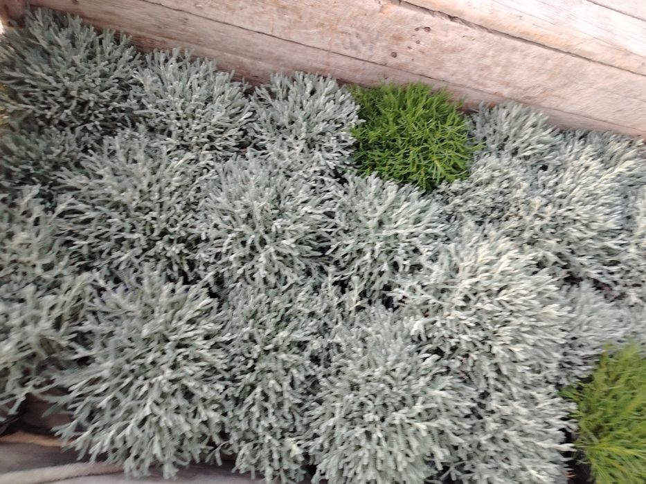 Ko'p yillik qishn yozn turadi