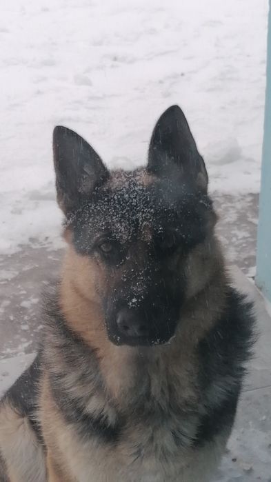 Кобель ВЕО ищет подругу для свиданий