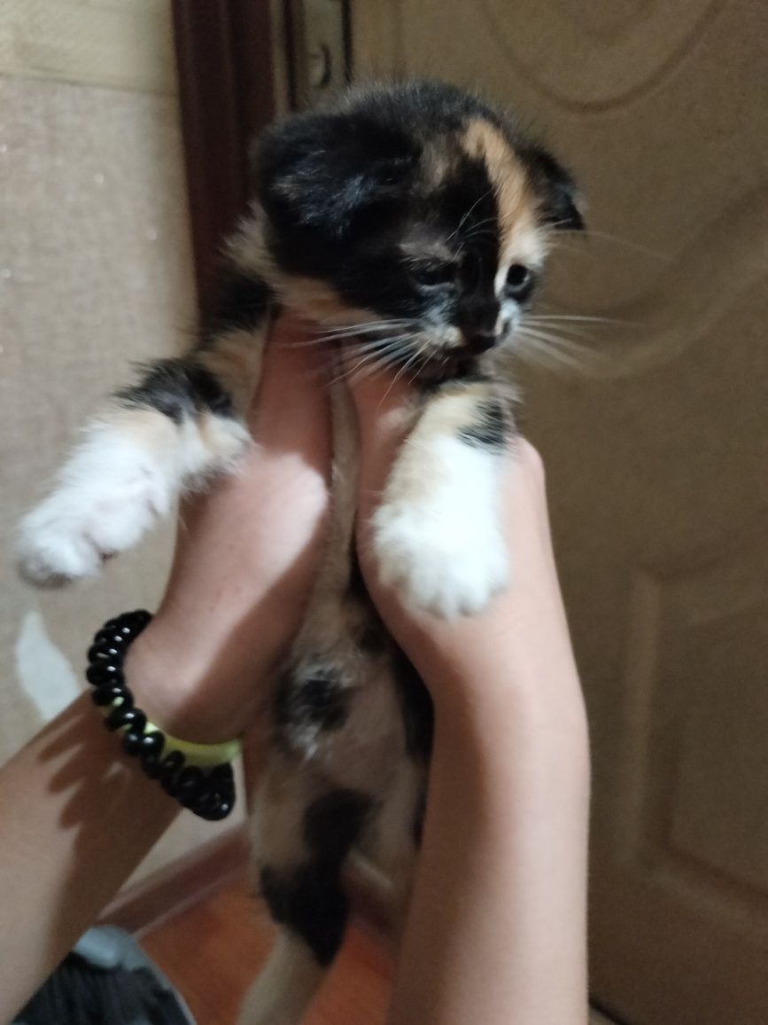 Котята даром, умные