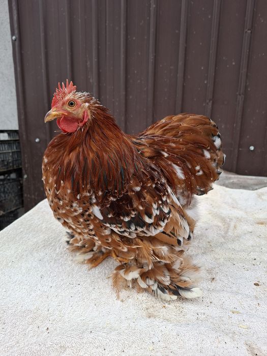 Vând cocoși Cochinchina pitic