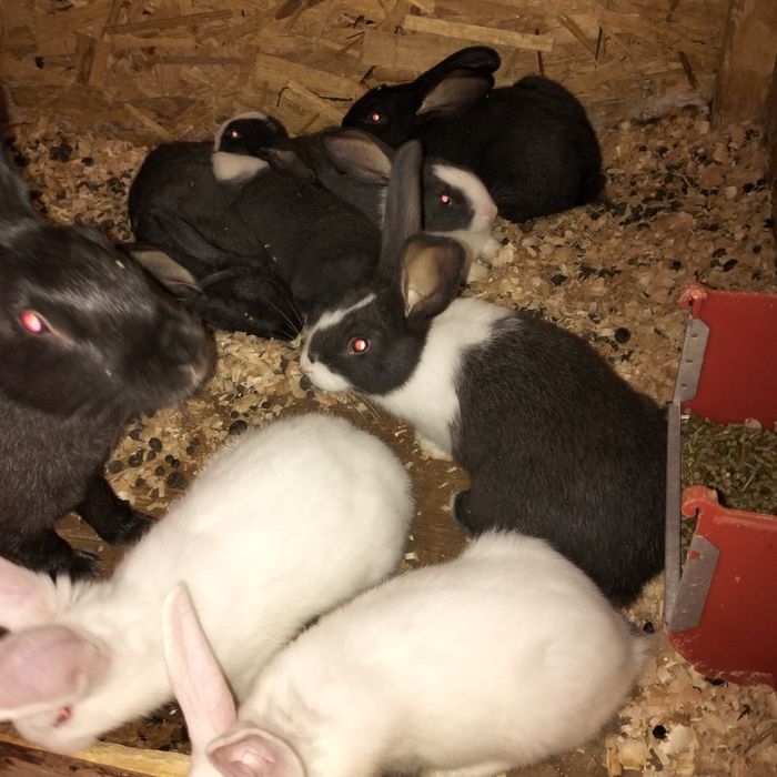 Iepuri hycole francez