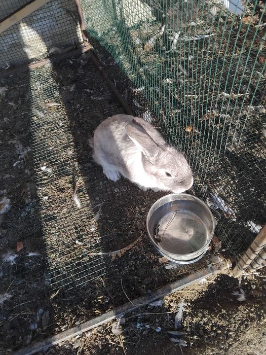 De vânzare femele Rex pitic