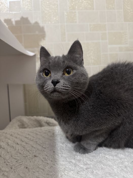 Отдам кошку в хорошие руки