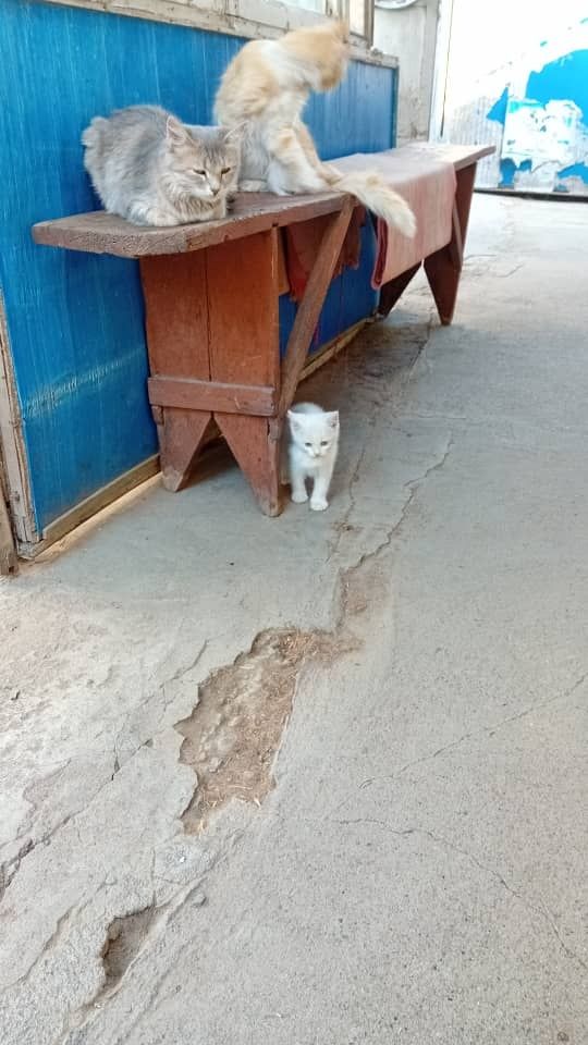 Отдаются в добрые заботливые ручки котята
