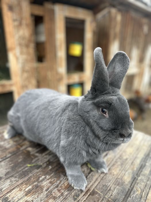 Iepuri albastru vienez