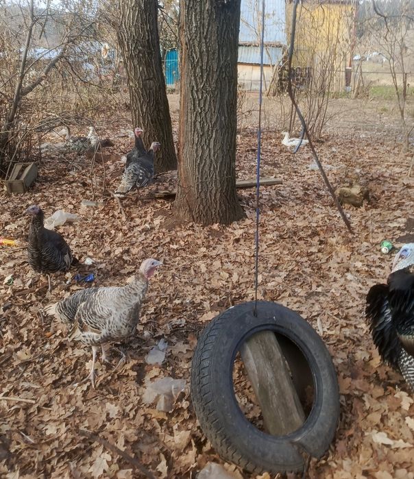 Продам  молодых индюшек