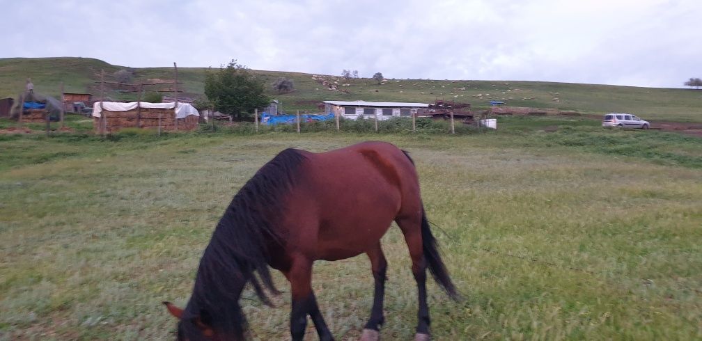 Vând iapă bună care trage bine