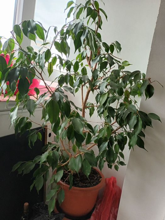 Plante de apartament